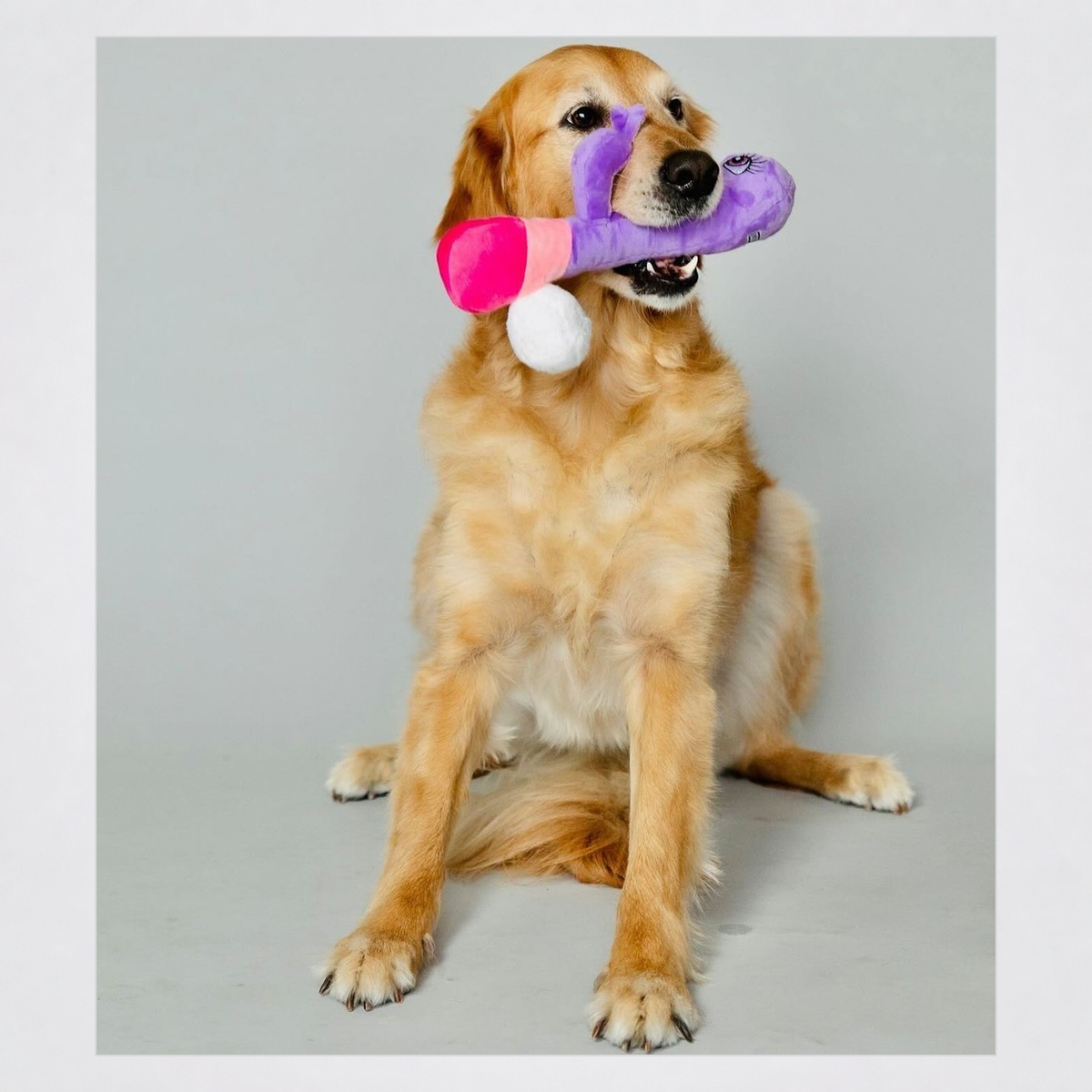 Golden retriever holding the Bunny Vanderpup dog toy in a square grey-framed photo