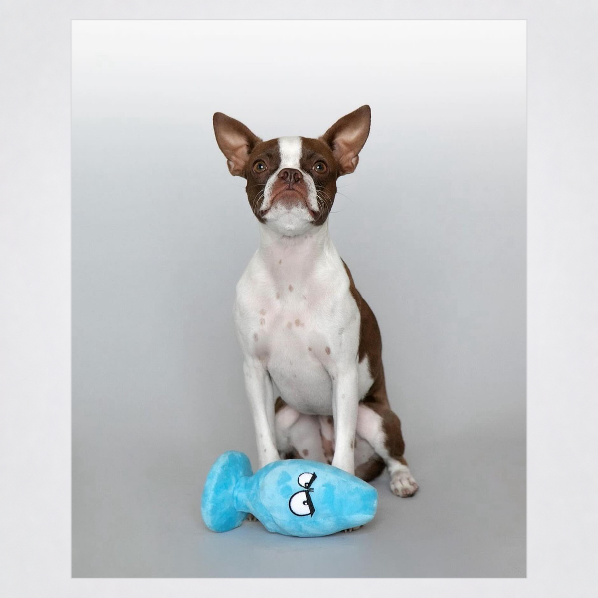 Dog posing with the Mutt Plug McRuff dog toy in a square grey-framed photo